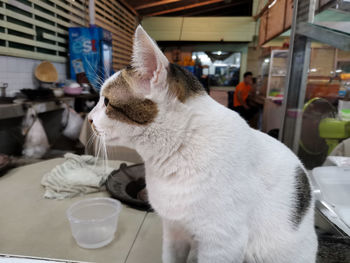 Close-up of cat drinking glass on table