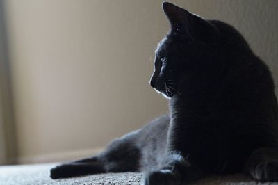 Close-up of black cat sitting on floor