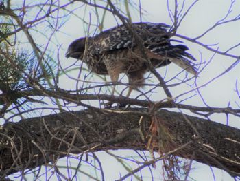 Low angle view of bird perching on tree