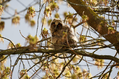 Low angle view of bird perching on tree