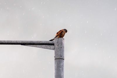 Bird perching on wooden post