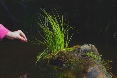 Close-up of hand holding plant