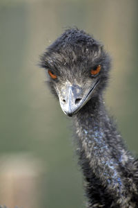 Close-up of ostrich