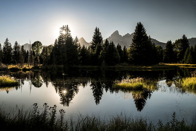 Reflection of trees in calm lake