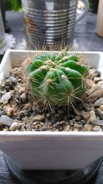 Close-up of cactus in potted plant