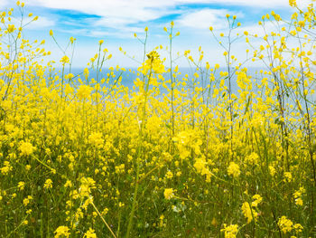 Scenic view of oilseed rape field against sky