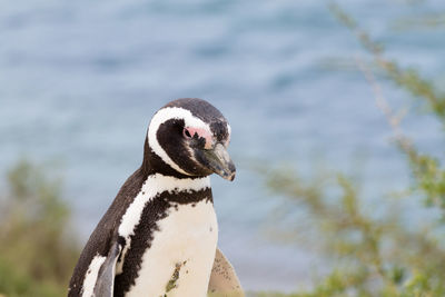 Close-up of a bird looking away