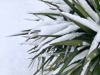 Close-up of snow covered pine tree