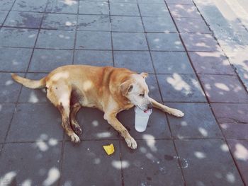 Dog with dog in background