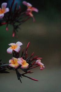 Close-up of flower against blurred background