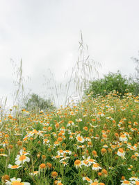 Plants growing on field