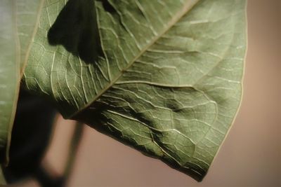 Close-up of leaves