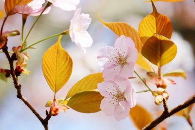 Close-up of cherry blossoms