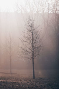 Bare tree on snow covered landscape