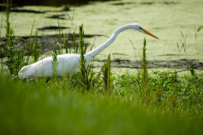 Bird on field