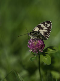 Close-up of butterfly pollinating on purple flower