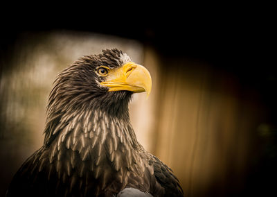 Close-up of eagle