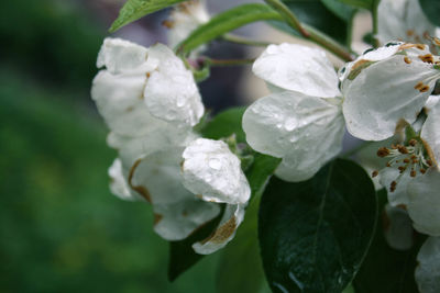 Close-up of raindrops on white flowering plant