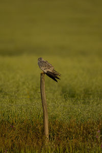 Close-up of mushroom on field