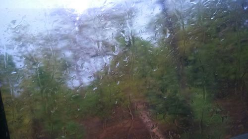 Reflection of trees in water