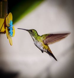 Close-up of bird flying