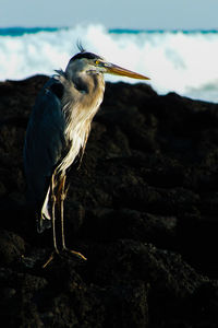 Side view of great blue heron standing on rocks