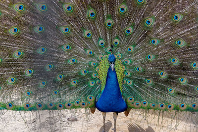 Close-up of peacock feathers