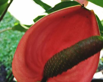 Close-up of red flower