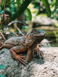 Close-up of lizard on rock