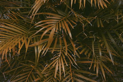 Full frame shot of bamboo plants