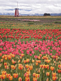 View of flowering plants on land against sky