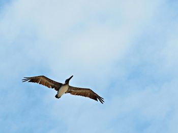 Low angle view of birds flying in sky