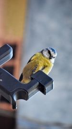 Close-up of bird