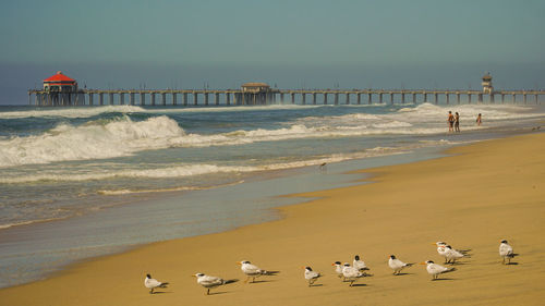 Seagulls on beach los angeles beach