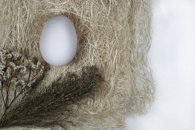 High angle view of bird in nest