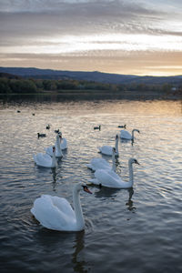 White swans at sunrise under colorful sky