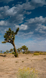 Tree on field against sky