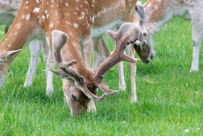 Deer grazing in a field