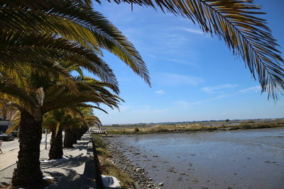 Palm trees on beach against sky