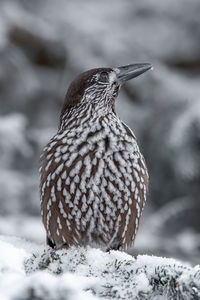 Close-up of a bird on snow