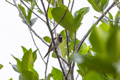 Low angle view of bird perching on branch