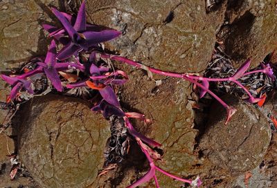 Close-up of plants