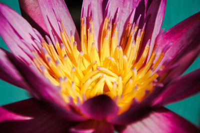 Close-up of pink flower