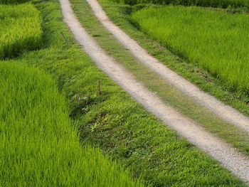 View of grassy field