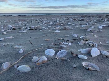 Surface level of shells on shore at beach