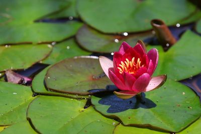 Close-up of lotus water lily in lake