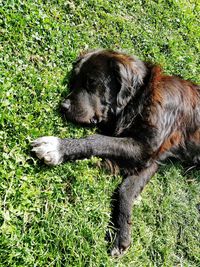 High angle view of dog lying on field