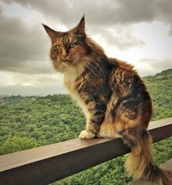 Cat looking away while sitting on railing