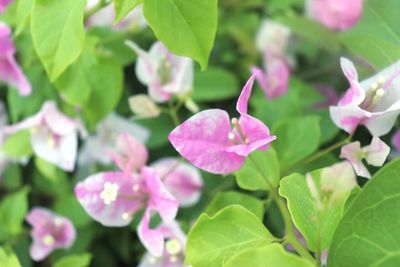 Close-up of pink flowering plant