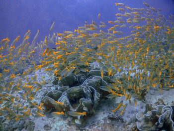 A large school of yellowtail snapper in el nido, palawan